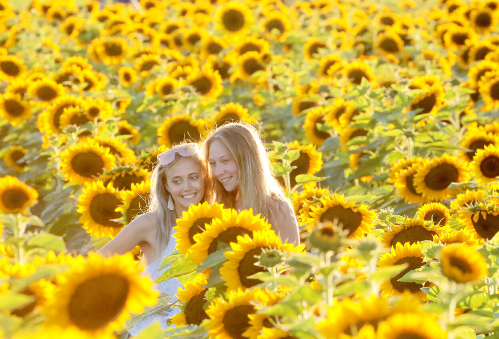 Sunflowers Feature.jpg